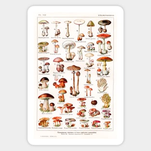 A variety of mushroom species Sticker